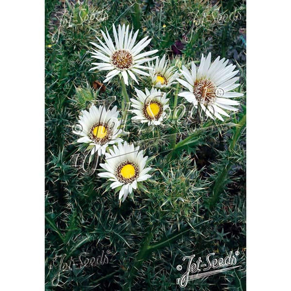 ベルケア:キルシフォリア3号ポット