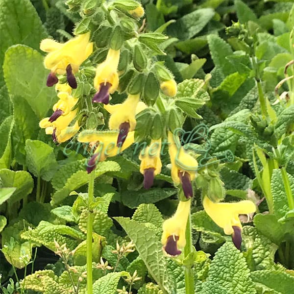 サルビア:ブレヤナ3号ポット