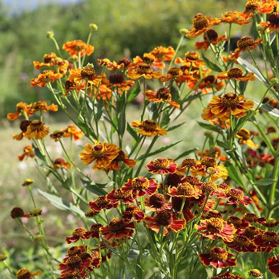 ヘレニウム：ヘレナ レッドシェード3.5号ポット