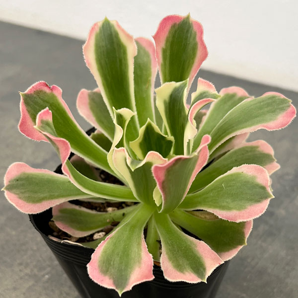 アエオニウム：リバーストーン　3.5号ポット