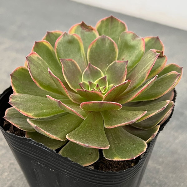 アエオニウム：アンナ錦　3.5号ポット