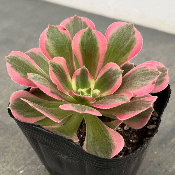 アエオニウム：ピンクウィッチ　3.5号ポット