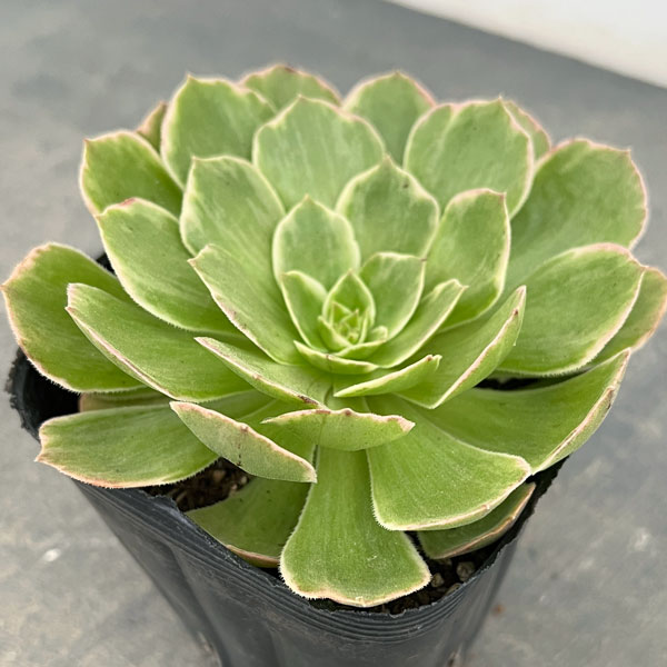 アエオニウム：ハロウィン錦　3.5号ポット