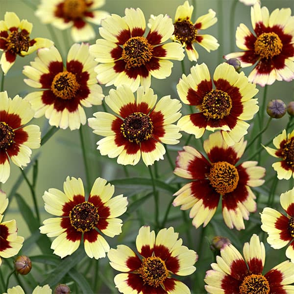 [26年5月中下旬予約]コレオプシス：クール バナナ＆チェリー3.5号ポット