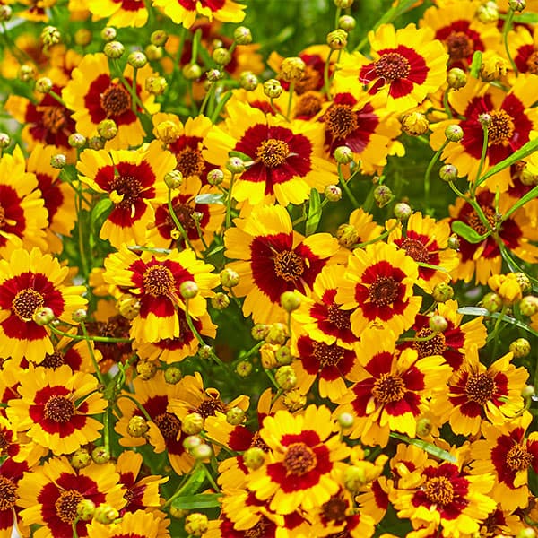 [26年5月中下旬予約]コレオプシス：クール レッド＆ゴールド3.5号ポット