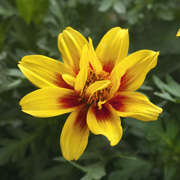 ビデンス：ダブルパッション3.5号ポット