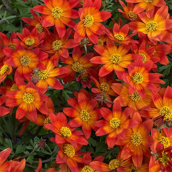 ビデンス：インフェルノ3.5号ポット