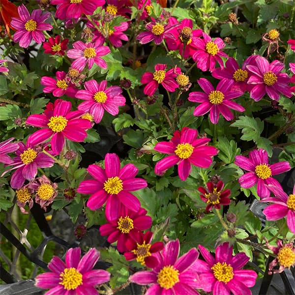 ビデンス：マジェンタピンク3.5号ポット