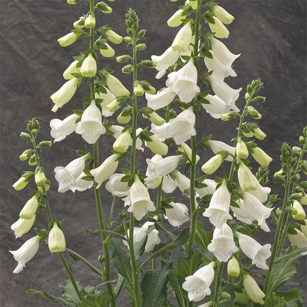 ジギタリス：ハナビーホワイト3.5号ポット