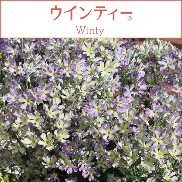 [26年1月中下旬予約]サクラソウ：ウインティーブルーピコティ5号鉢植え