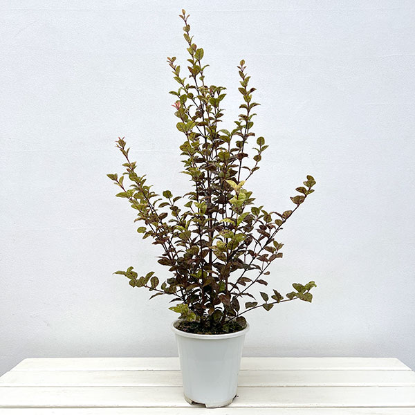 ロフォミルタス:ブラタ 5号鉢植え