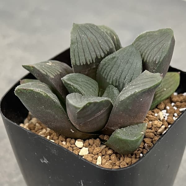 ハオルチア：夜想の森マークツー　2.5号鉢植え