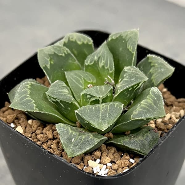 ハオルチア:レツーサ交配種 2.5号鉢植え