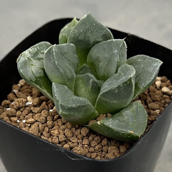 ハオルチア：ムチカ　2.5号鉢植え