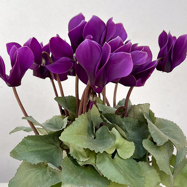 シクラメン：月下（げっか）3号ポット（北海道産充実株）