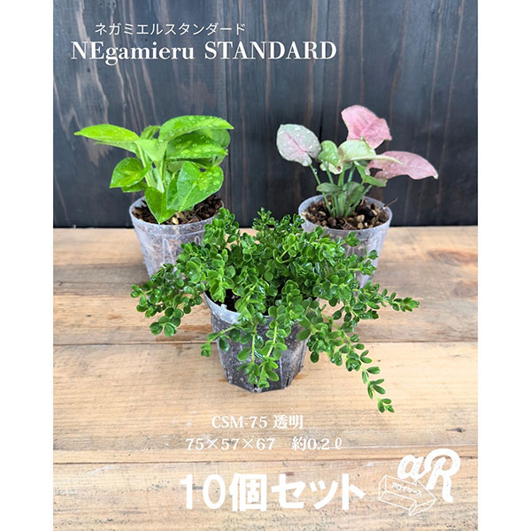 スリット鉢(透明):ネガミエルスタンダード2.5号 10個セット