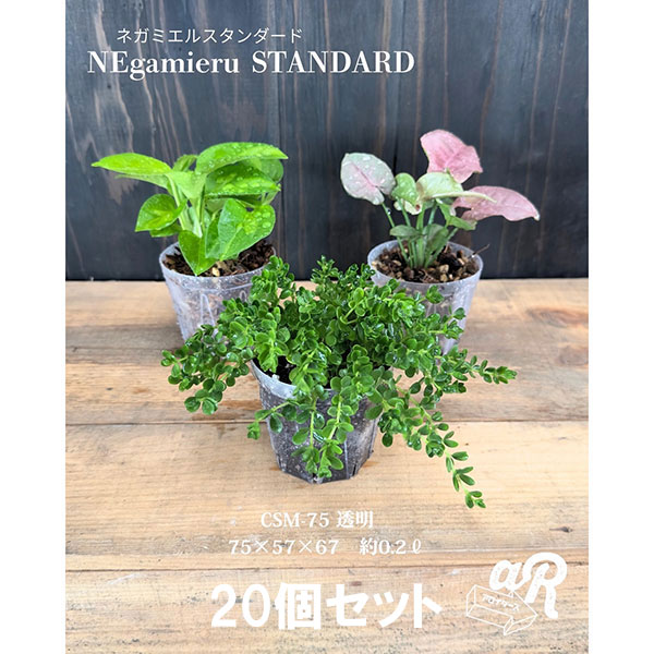 スリット鉢(透明):ネガミエルスタンダード2.5号 20個セット