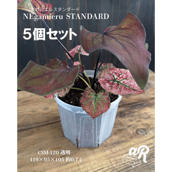 スリット鉢(透明):ネガミエルスタンダード4号 5個セット