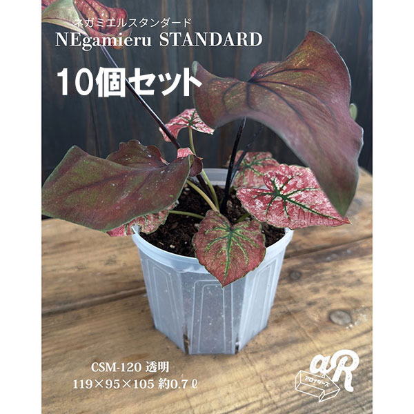 スリット鉢(透明):ネガミエルスタンダード4号 10個セット