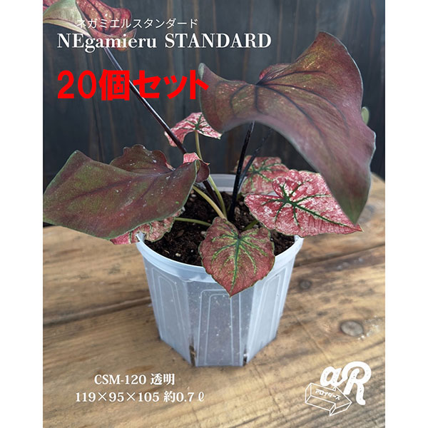 スリット鉢(透明):ネガミエルスタンダード4号 20個セット