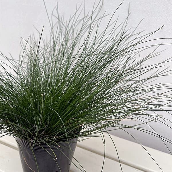 カレックス :ダヴァリアーナ5号ポット