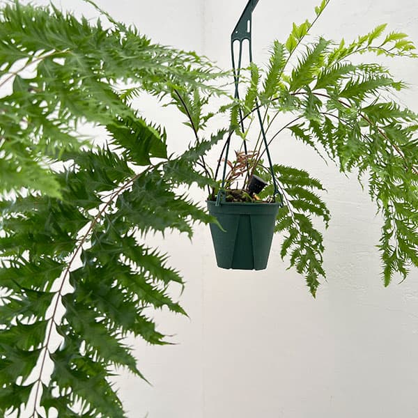 ドリナリア:リキドラ4.5号鉢植え