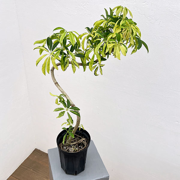 シェフレラ:アングスティフォリア 斑入り 5号鉢植え