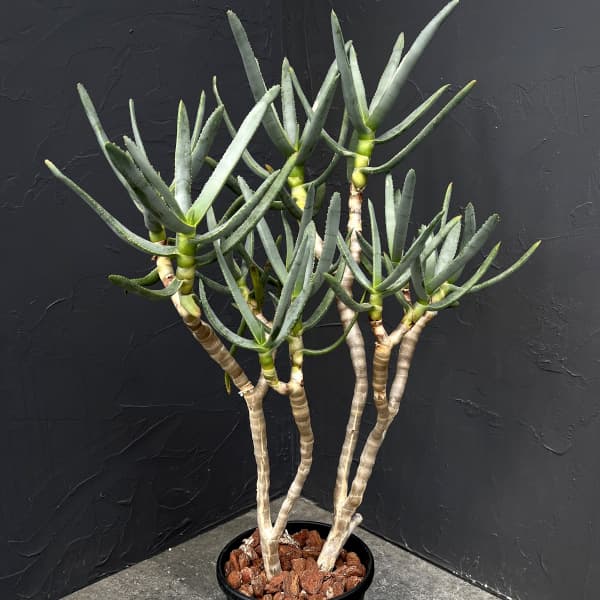 アロエ：ラモシシマ　6号25-03