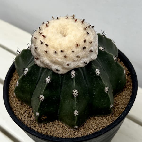 サボテン：メロカクタス　クルビスピヌス　6号鉢植え