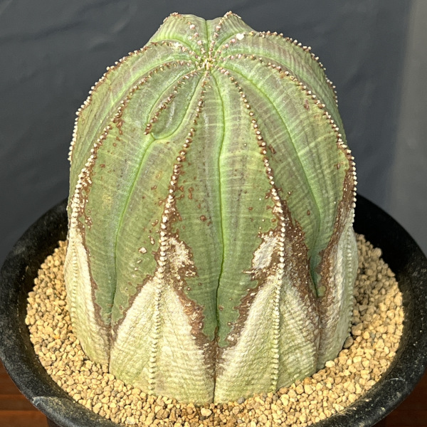 ユーフォルビア：オベサ・オールドタイプ3.5号鉢植え25-01