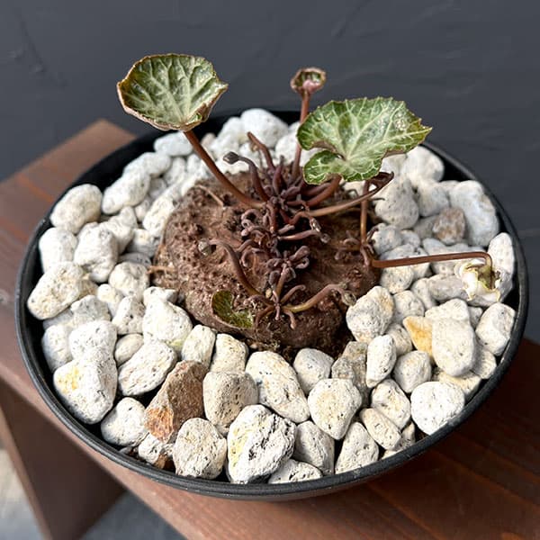 シクラメン:ツヴァイ コーデックス仕立て7号鉢植え25-01
