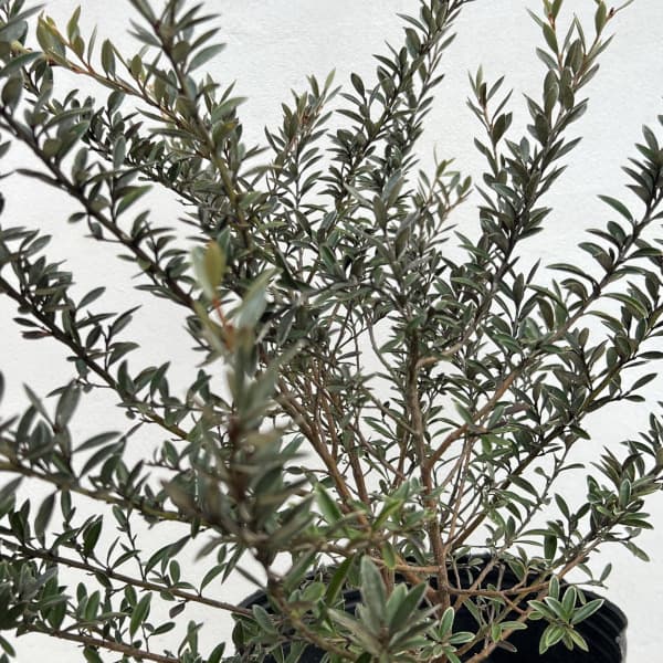 グレビレア：ディミニュータ7号ポット