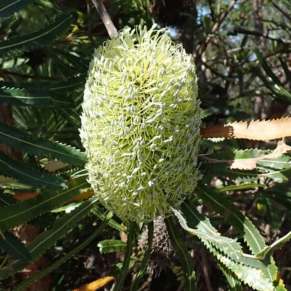 バンクシア　お色味確認用 バンクシア お色味確認用