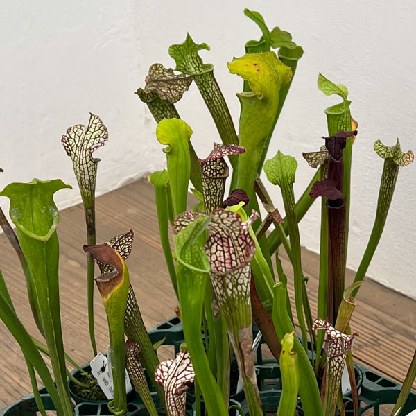 サラセニア：品種おまかせ　2号ポット