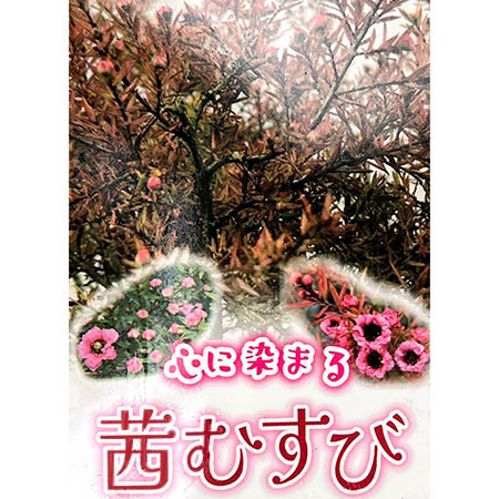 ギョリュウバイ:アカネムスビ3号ポット