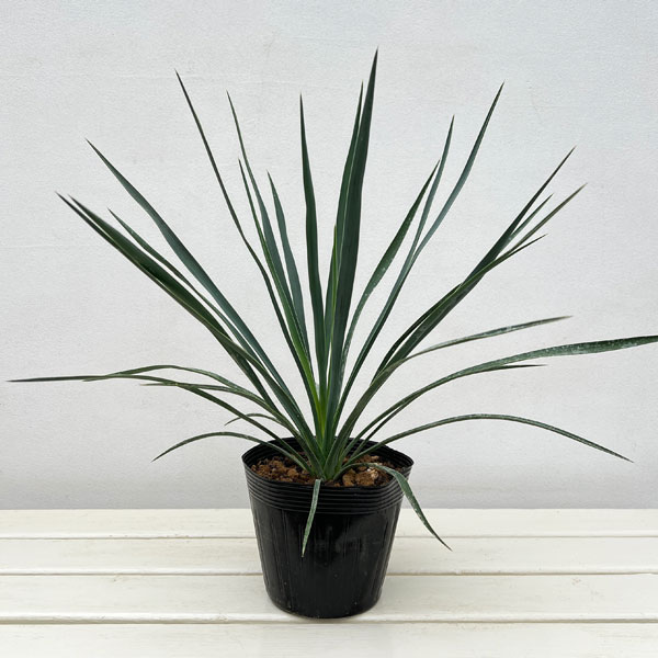 ユッカ:ブルーセントリー 5号ポット