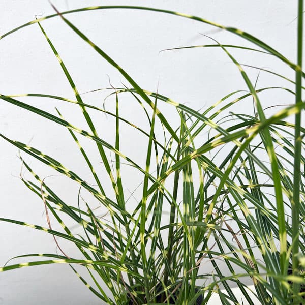 ミスキャンタス:ストリクタス ドワーフ3.5号ポット