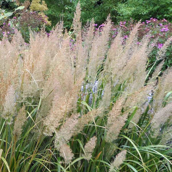 カラマグロスティス:ブラキトリカ3.5号ポット