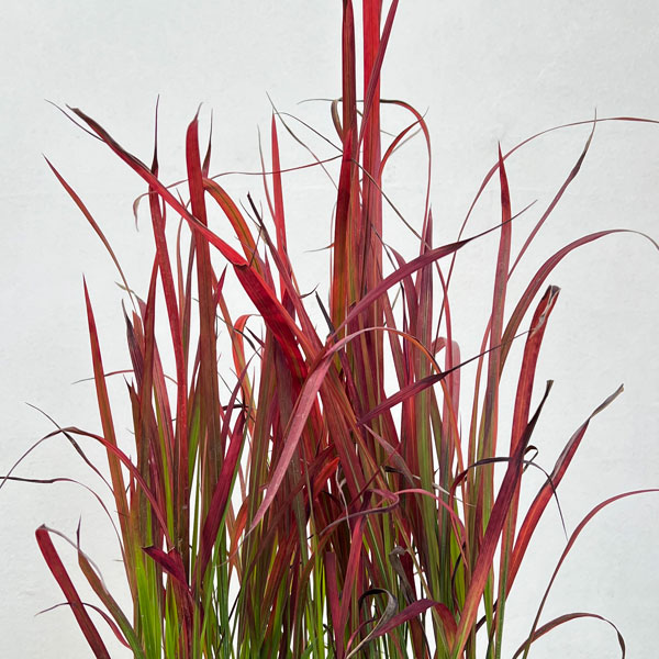 ベニチガヤ(紅チガヤ・レッドバロン)3.5号ロングポット