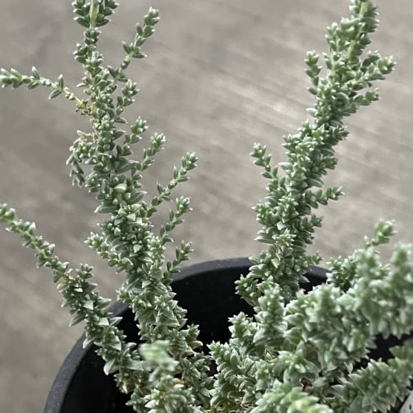 メイレアナ：ブルーブッシュ4号鉢植え