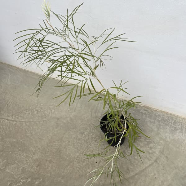 グレビレア：バンクシー アルバ 5号鉢植え