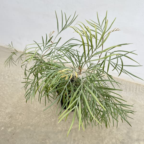 グレビレア：バンクシーアルバ 6号鉢植え