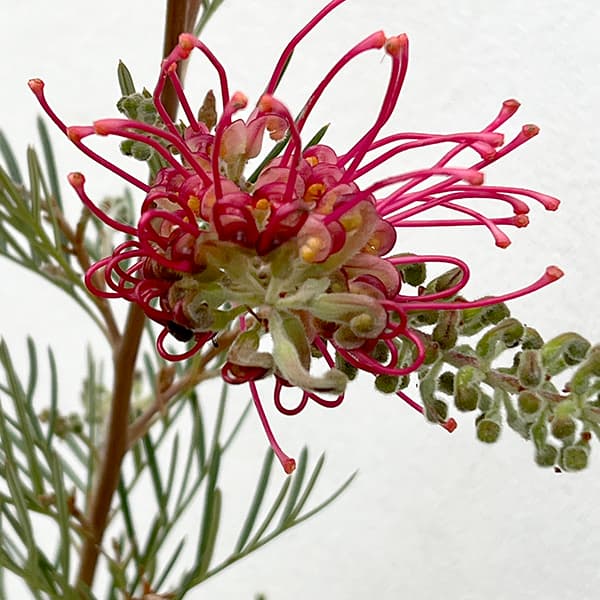 グレビレア：ラナマリー6号鉢植え