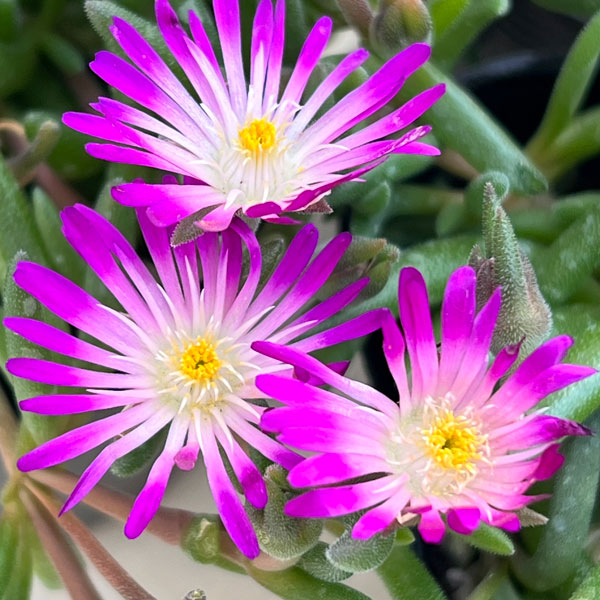 マツバギク：おひさま花火 リド マゼンタホワイトアイ3号ポット