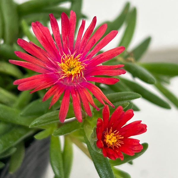 マツバギク:おひさま花火 リド オレンジピンクアイ3号ポット