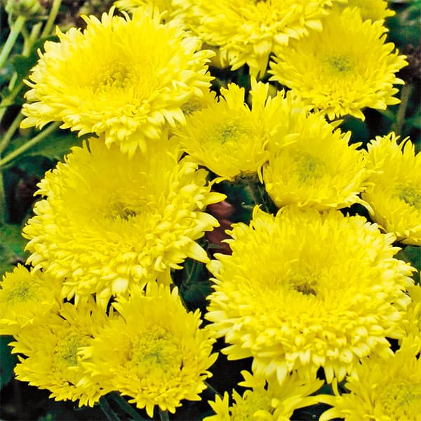 バリエッタマム(花付き菊苗):ジーナス3.5号ポット