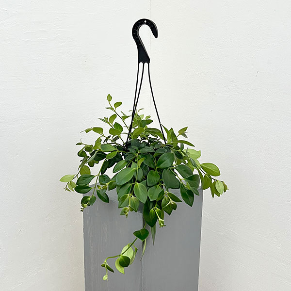 エスキナンサス:モナリザ4.5号吊鉢植え