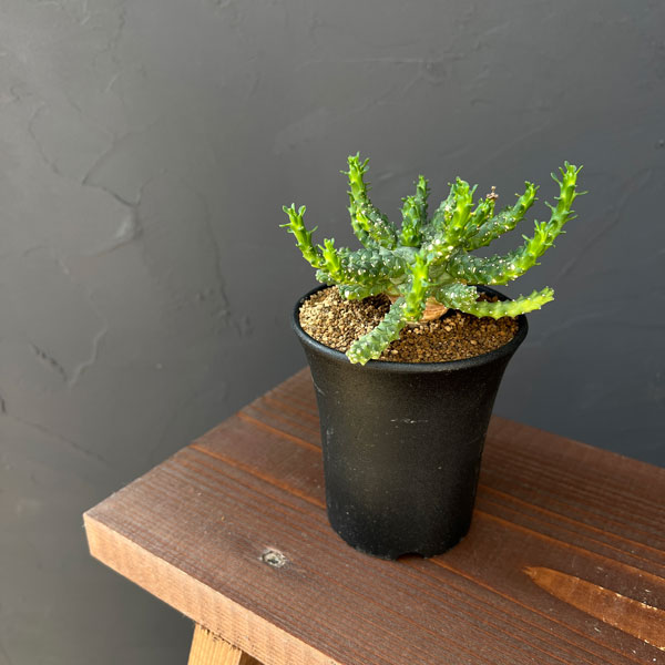 ユーフォルビア:ブレビラマ 実生株 2.5号鉢植え