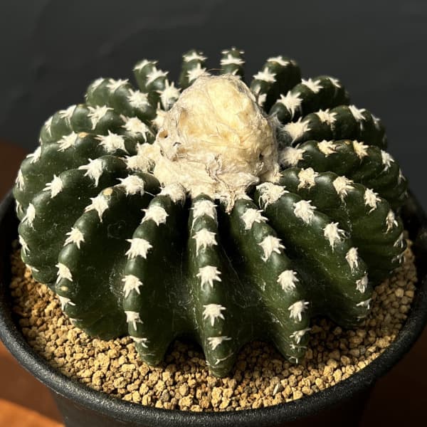 サボテン：ディスコカクタス　ホルスティ　3.5号鉢植え