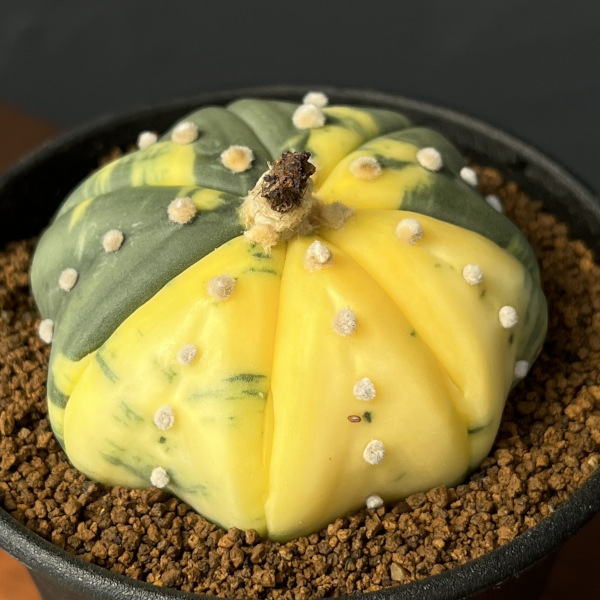 アストロフィツム：兜丸錦（かぶとまるにしき）3号鉢植え25-01